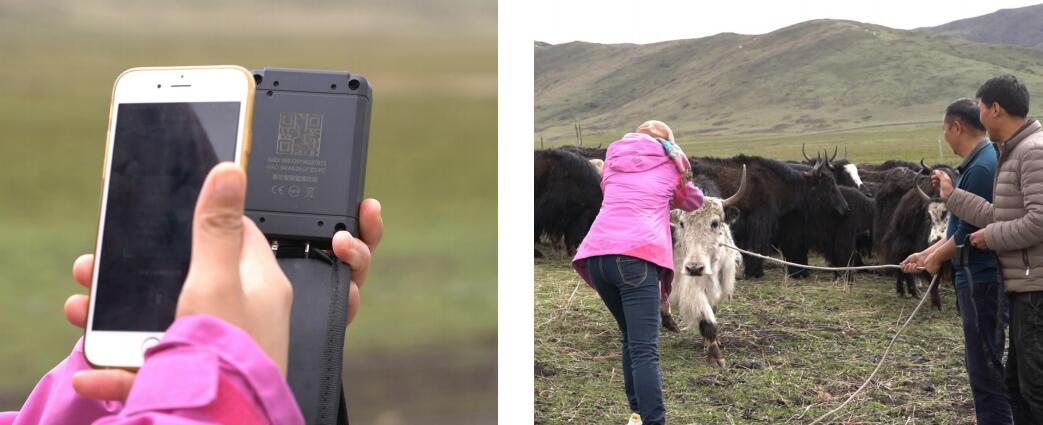 東信智慧牧場農場管理系統綜合解決方案